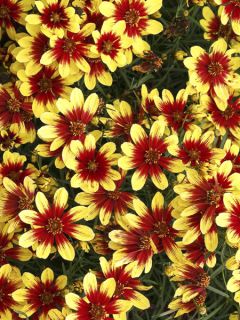 Coreopsis Honeybunch Red & Gold - Coréopsis
