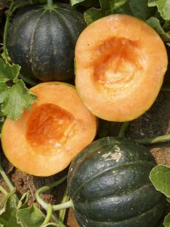 Melon Noir des Carmes Bio - Ferme de Ste Marthe