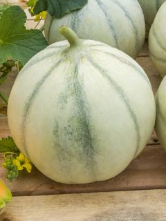 Melon Savor F1 (Création Vilmorin) - Vilmorin