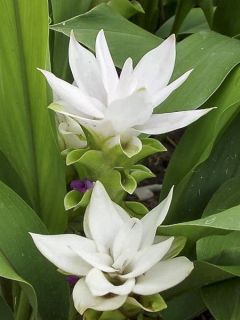 Tulipe thaïlandaise 'White'