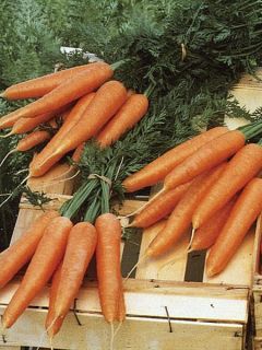 Carotte Primo - Daucus carota 