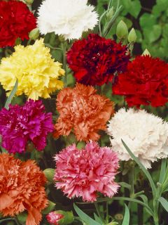 Dianthus Giant Chabaud Mixed 