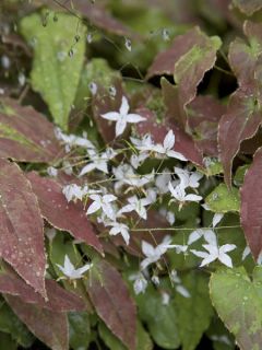 Epimedium Amanogawa, Fleur des elfes