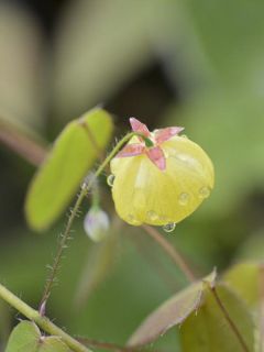 Epimedium campanulatum, Fleur des elfes