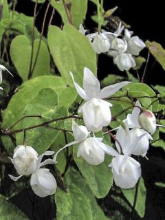 Epimedium diphyllum Dwarf White, Fleur des elfes
