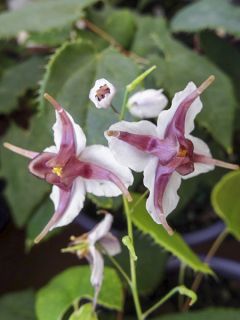Epimedium epstenii, Fleur des elfes