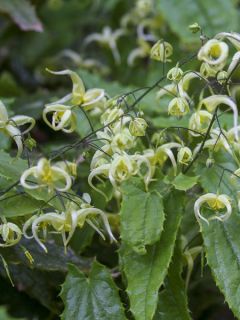 Epimedium illicifolium, Fleur des elfe