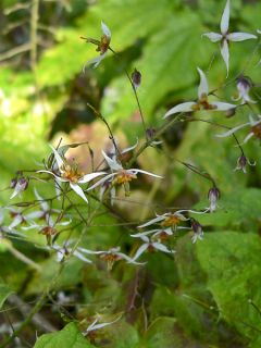 Epimedium pubescens, Fleur des elfes