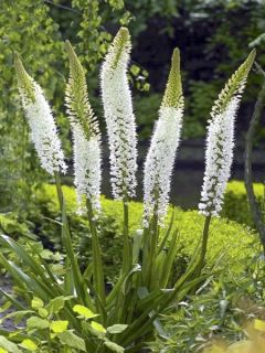 Eremurus White Beauty Favourite - Lis des steppes