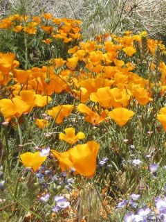 Eschscholzia mexicana Sun shades - Pavot de Californie jaune orange