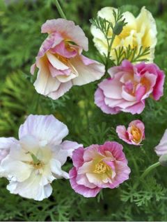 Pavot de Californie Bridal Bouquet Mix - Eschscholzia californica 