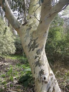 Eucalyptus niphophila - Gommier des neiges.