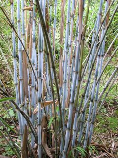 Fargesia papyrifera - Bambou bleu non traçant.