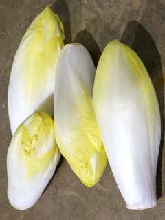 Chicorée Witloof (Endive) Flash F1 - Cichorium intybus foliosum