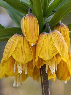 Fritillaire imperiale Striped Beauty - Couronne impériale