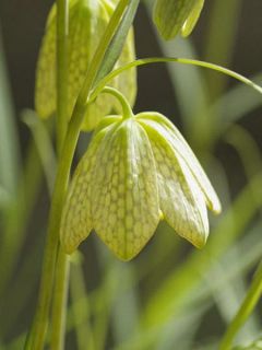 Fritillaire thunbergii