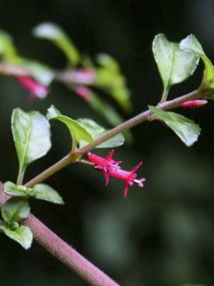 Fuchsia microphylla ssp. hemschleiana
