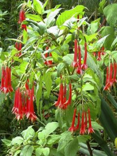 Fuchsia triphylla (Fulgens) - Fuchsia arbustif