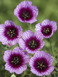 Geranium vivace cinereum Jolly Jewel Violet