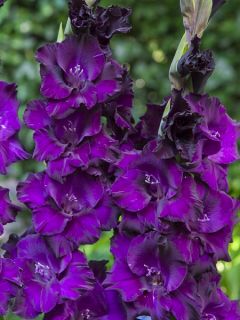 Glaïeul 'Purple Flora'