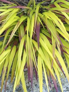 Hakonechloa macra Sunflare - Herbe du Japon