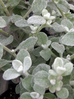 Helichrysum petiolare Silver