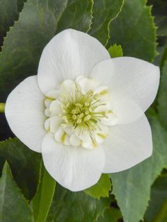 Hellébore orientale Anémone Blanc pur