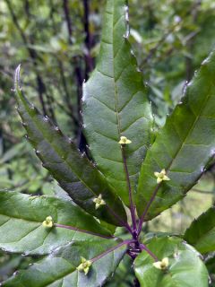 Helwingia chinensis Narrow Leaves - Helwingia de Chine à feuilles étroites