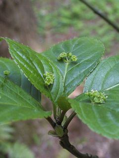 Helwingia japonica - Helwingie du Japon