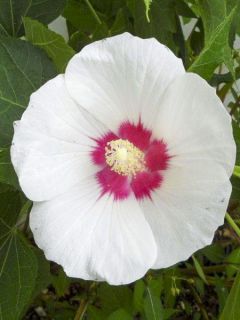 Hibiscus paramutabilis 