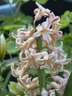 Jacinthe Firelight - Hyacinthus (x) orientalis