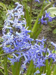 Jacinthe multiflore bleue