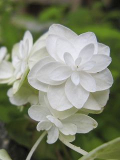 Hortensia - Hydrangea serrata Hakucho