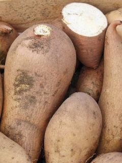 Patate douce Bonita en plants - Ipomoea batatas