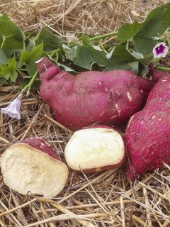 Patate douce Murasaki 29 en plants - Ipomoea batatas