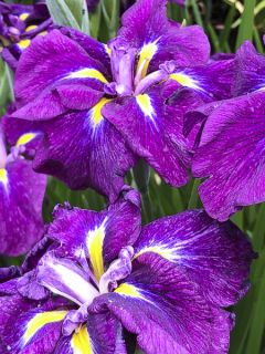 Iris du Japon - Iris ensata Geisha-Hiskiki