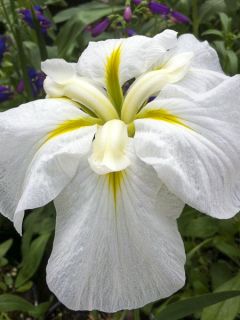 Iris du Japon - Iris ensata Gold Bound
