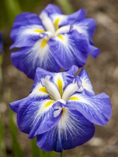 Iris du Japon - Iris ensata Gusto