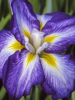 Iris du Japon - Iris ensata Illumination