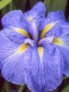 Iris du Japon - Iris ensata Mme Bigot