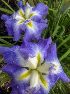 Iris du Japon - Iris ensata Ocean Mist