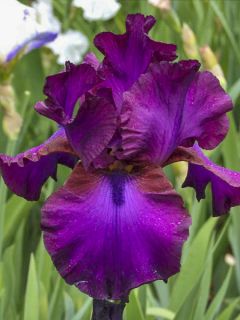 Iris germanica Gipsy Romance