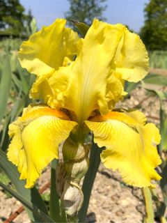 Iris germanica Golden Immortal