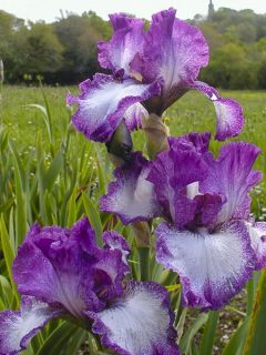 Iris des jardins remontant'Mariposa Autumn'