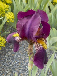 Iris Barbata-Elatior Red Orchid