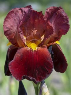Iris germanica Vita Fire