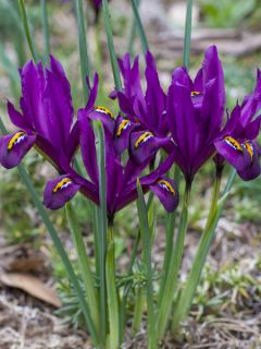 Iris reticulata Dijt