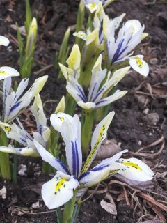 Iris reticulata Eyecatcher - Iris réticulé
