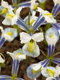 Iris reticulata Sea Breeze - Iris réticulé 