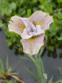 Iris de Sibérie - Iris sibirica Lemon Veil